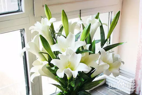 几种常见的家庭不宜存放的花卉