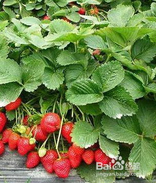 吃草莓可以减肥?专家告诉你答案