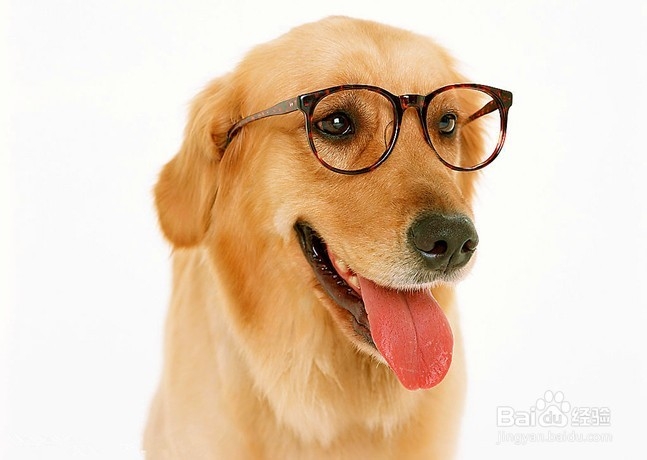 怎样饲养“金毛”宠物狗