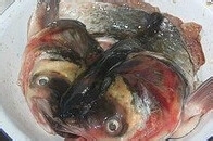 剁椒鱼头家常的做法