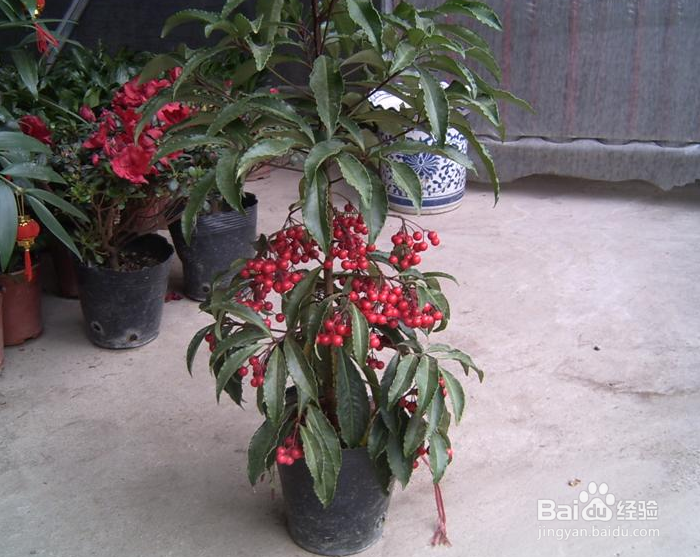 富贵子的果实怎么吃