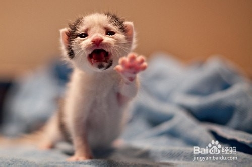 为猫咪打造玩耍天堂