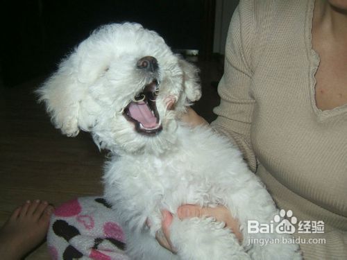 给比熊狗狗自制零食牛奶布丁的做法