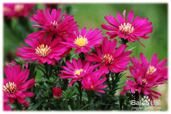 荷兰菊的养殖方法和注意事项