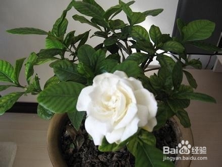 栀子花如何养殖 养殖方法