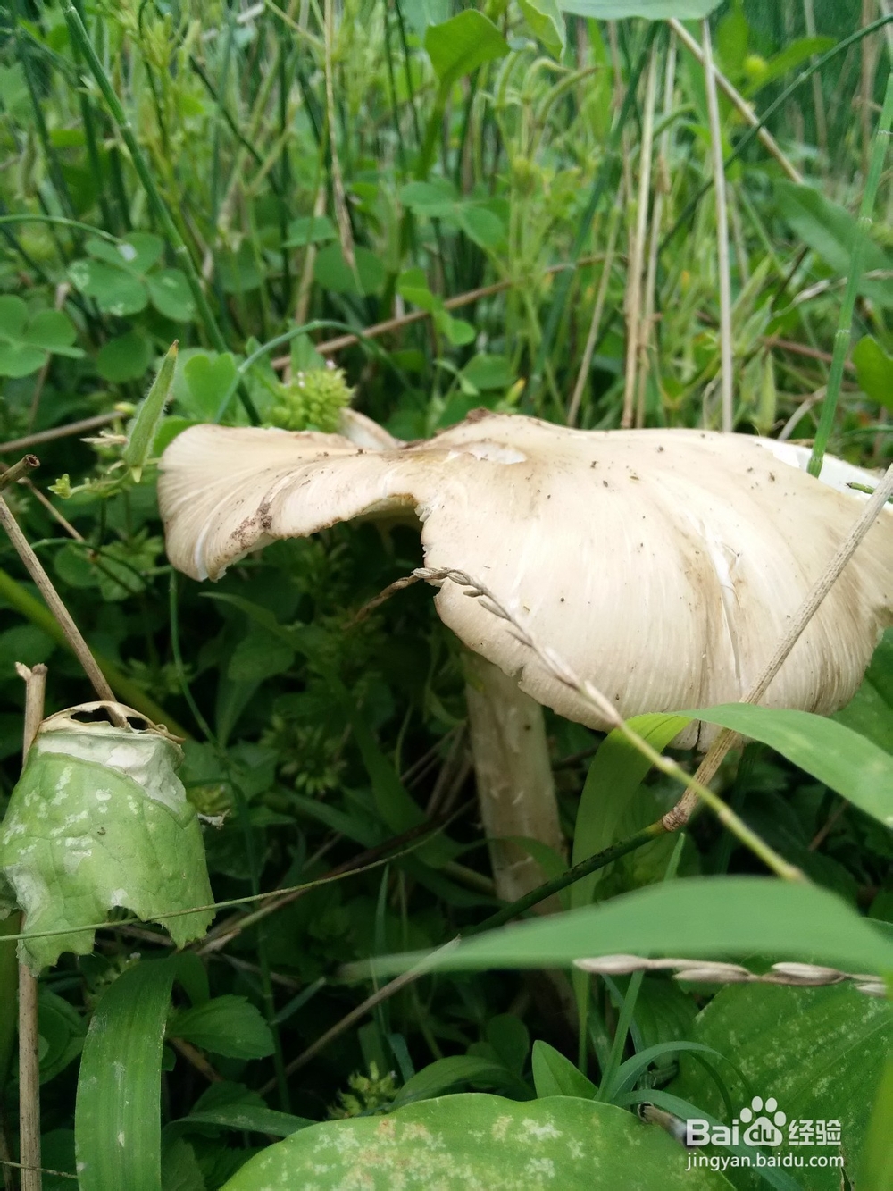 如何定格生活中的小元素?