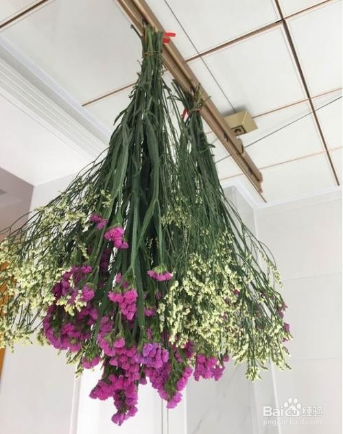 勿忘我怎么养成干花