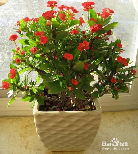 有小孩的家庭要小心这些常见又有毒室内植物哦！