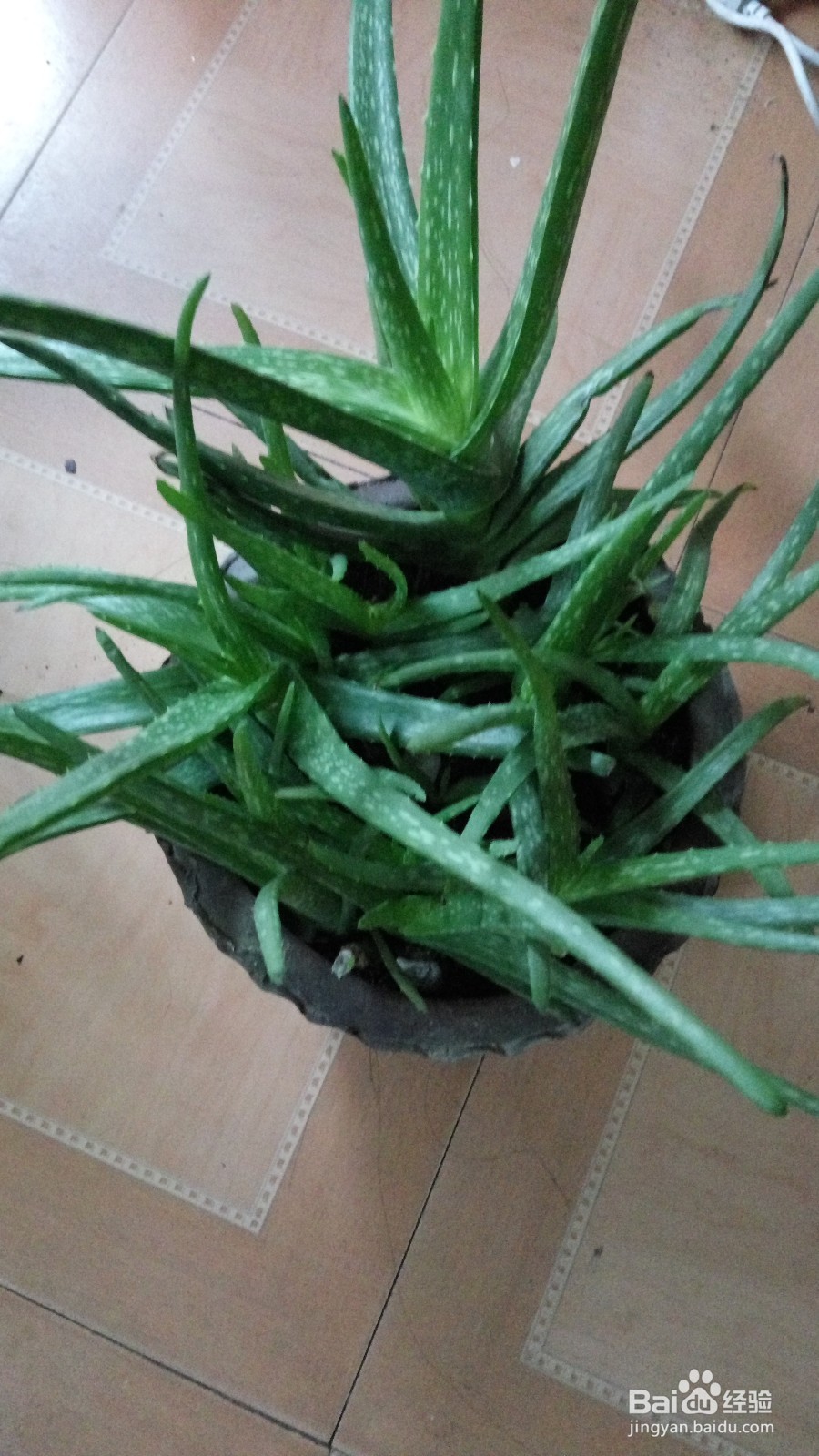 养花的小技巧
