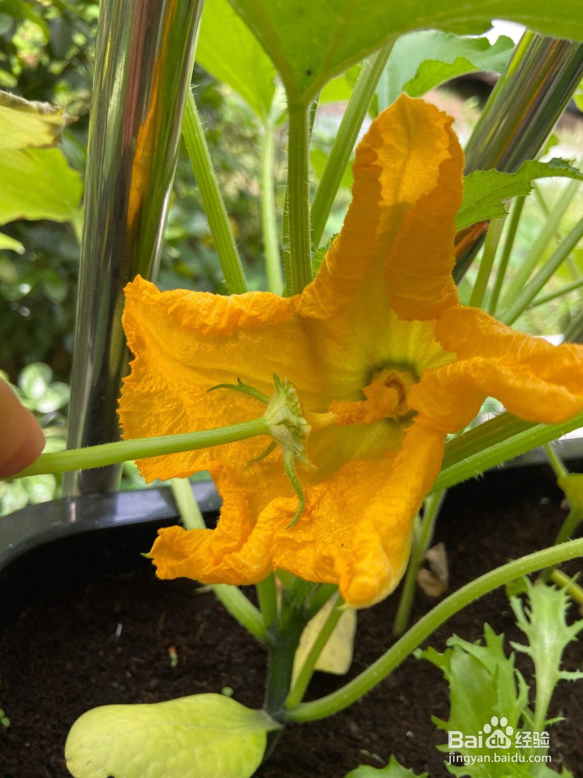 阳台种植西葫芦如何授粉