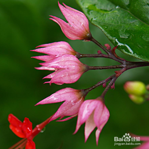 龙吐珠花有毒吗，能养在室内吗？-（龙吐珠花有毒吗风水怎么样）[图]