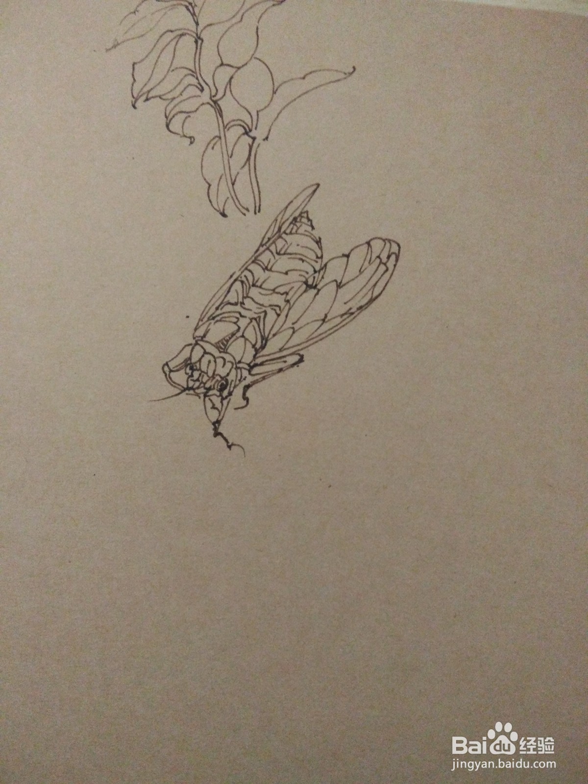 如何用卡纸画凌霄花