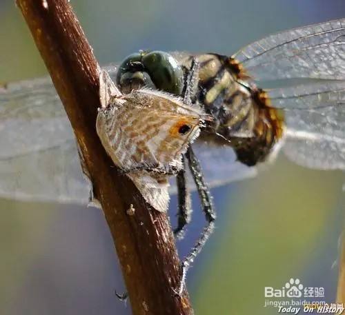 蜻蜓是食肉动物,除了蚊子,喂动物尸体,像苍蝇,蟑螂都可以,当然喂点