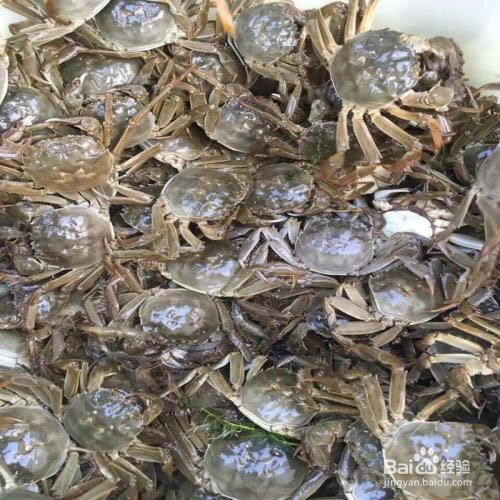 怎么分辨六月黄和大闸蟹？六月黄如何挑选？