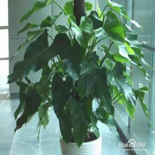 绿宝石喜林芋的养殖方法和注意方法