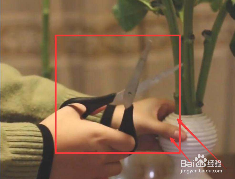 向日葵插水里要怎么养