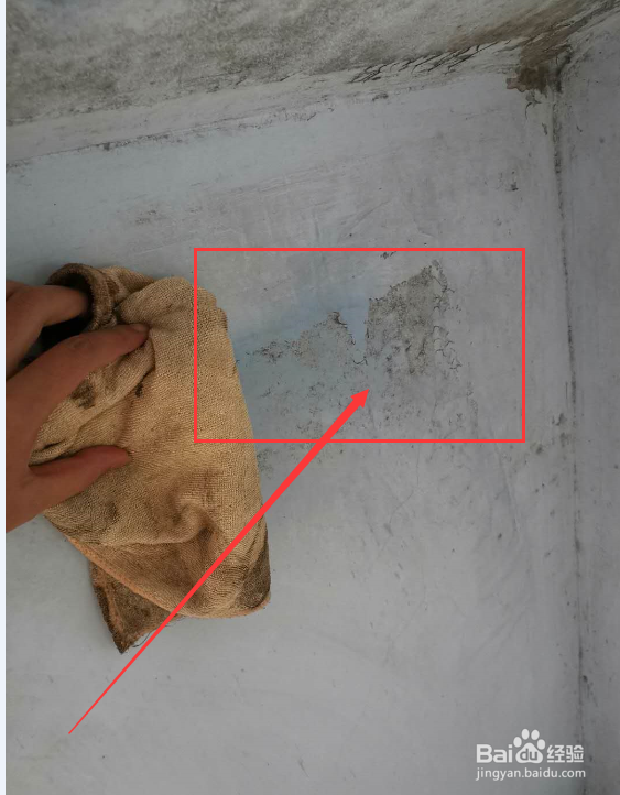 除霉剂真的能去除霉吗