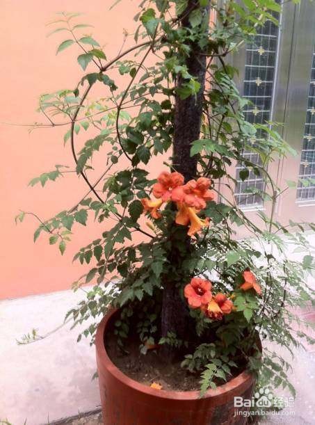 凌宵花的养殖方法