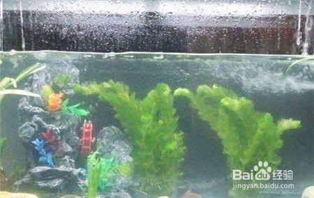 鱼缸水起白雾怎么解决