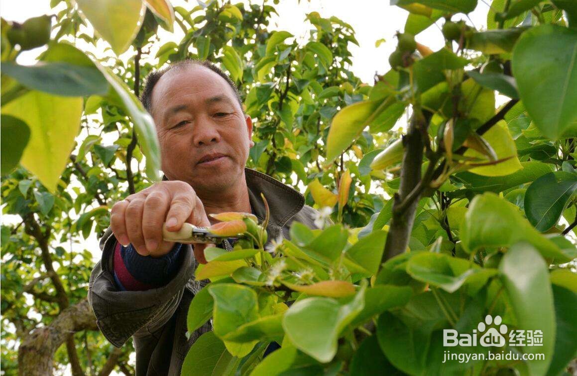 甜瓜种植增甜秘诀