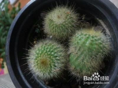 金丝猴仙人球怎么养?
