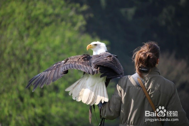 如何避免小鸟撞到窗子