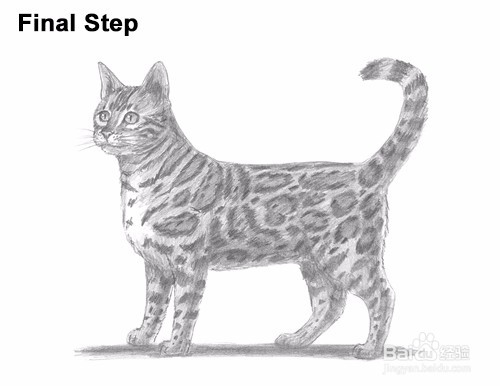 如何画一只猫(孟加拉)——加菲的吃货生活