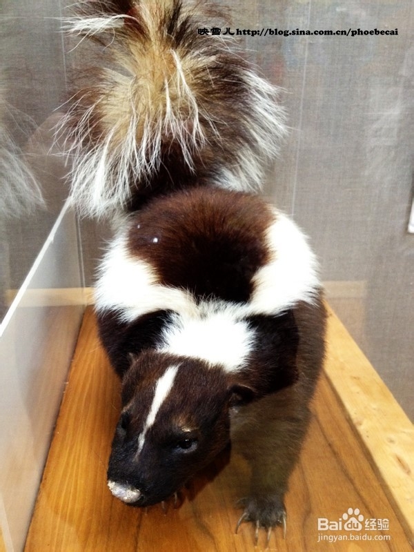 温哥华小学生郊游学什么