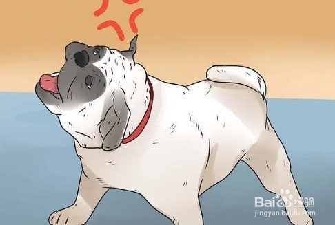 柯基动作的含义图解