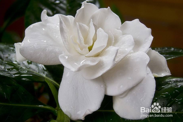 栀子花的养殖方法和注意事项?