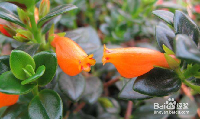 鱼嘴吊兰怎么养殖方法
