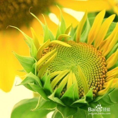 葵花子的营养和选购技巧 百度经验