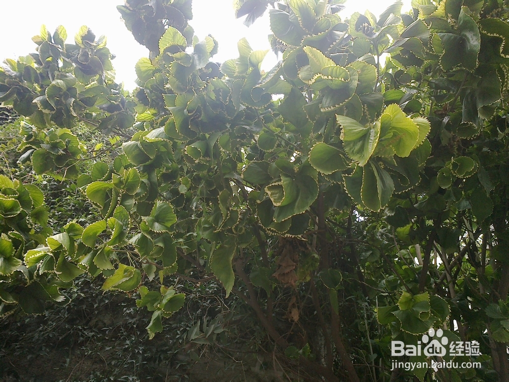 鼓浪屿旅游攻略之钢琴博物馆——世上最美的声音
