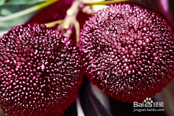 杨梅吃多了怎么办