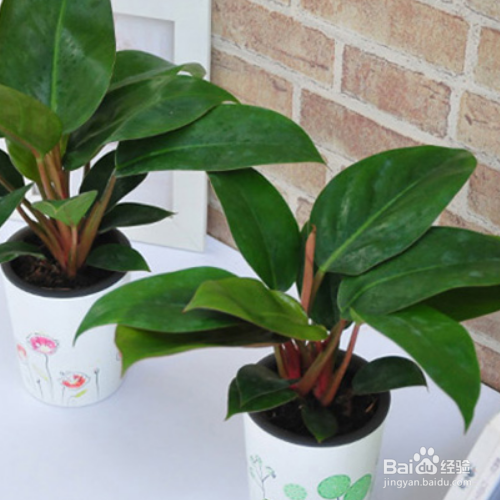 为什么家里养的金钻叶子外卷了？