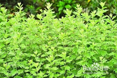 端午节为什么要挂艾草