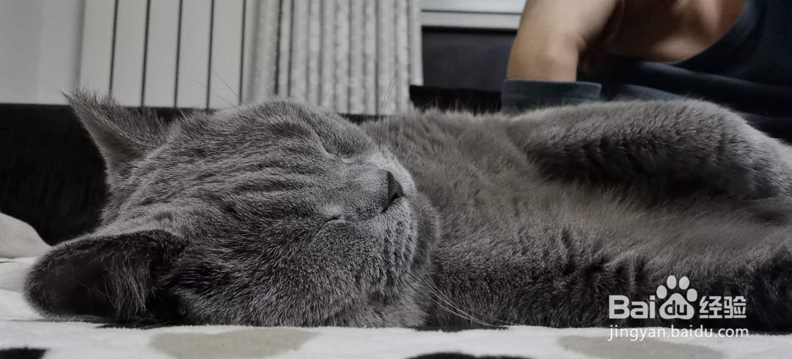 养第二只猫注意事项