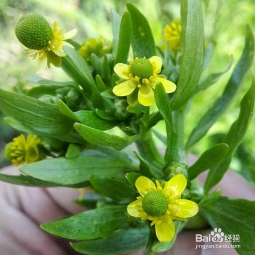 在家中该怎么养殖石龙芮?