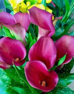 冬天怎么养护才能让彩色马蹄莲开花