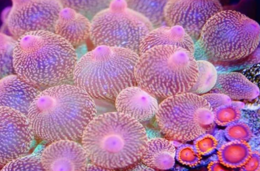 为什么奶嘴海葵变成了细条