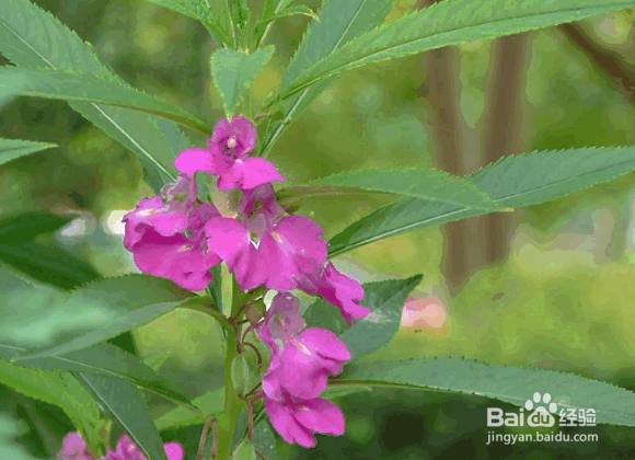 凤仙花的养殖方法