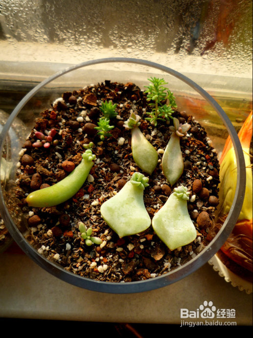 冬天来了，阳台变大棚。