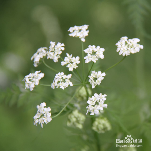 窃衣的功效有哪些?