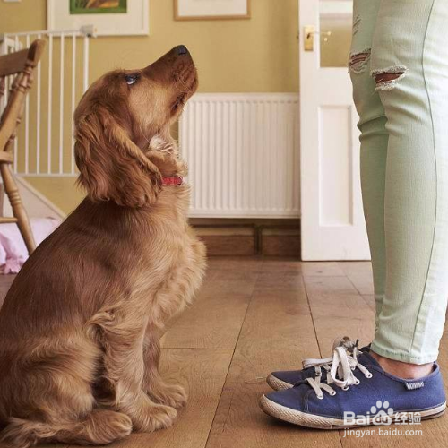 怎样训练狗狗“坐下”？