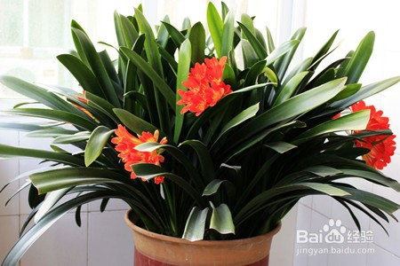 君子兰的日常养护