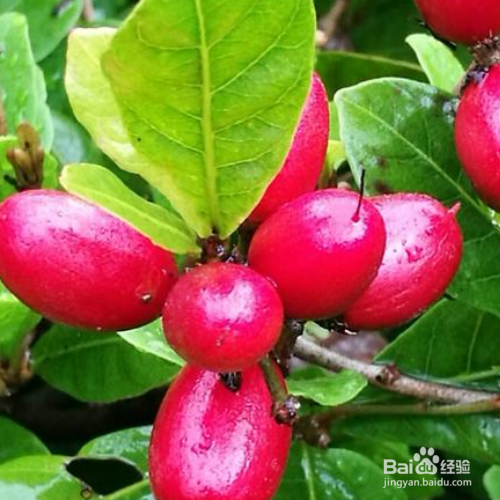 该怎么把神秘果养的又红又大?