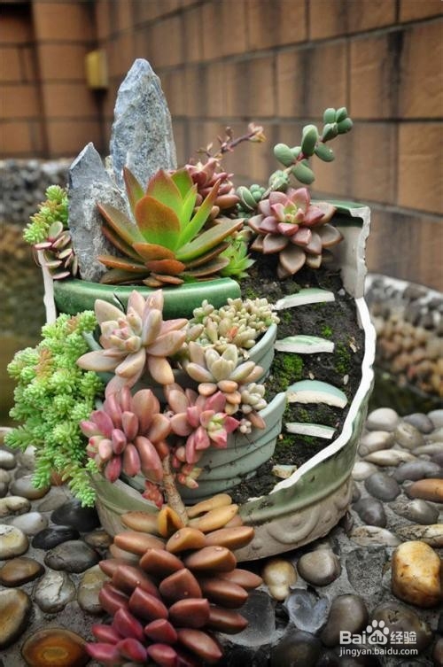 鱼缸多肉造景教程
