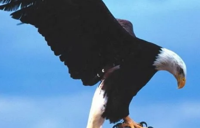 鹰的形近字有哪些