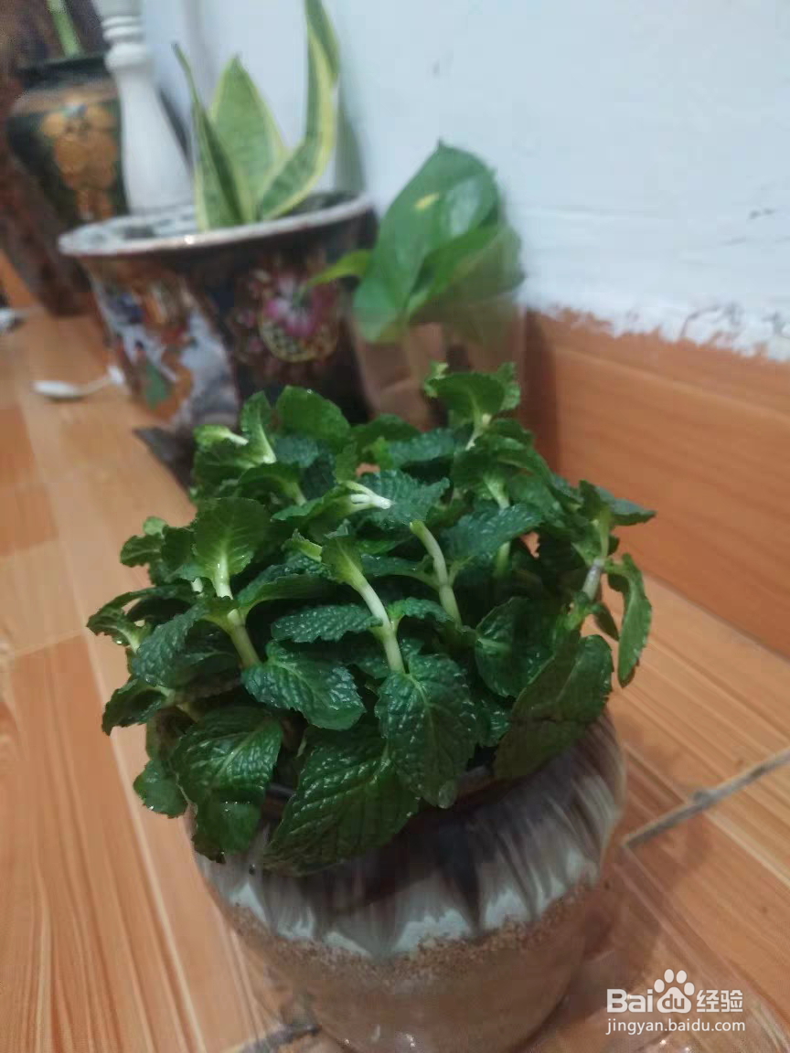 薄荷长红蜘蛛怎么处理