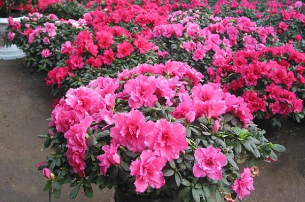 杜鹃花的生长过程